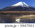 富士山と山中湖の白鳥