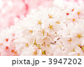 満開のソメイヨシノ