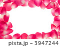 ピンクのバラの花びら
