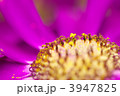 サイネリア