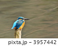 お立ち台のカワセミ