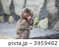 猿の子供
