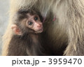 猿の子供
