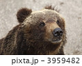 熊のアップ