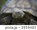 リクガメ