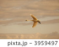 白鳥の旅