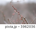 素材ナンバー 3962036 : 「桜の新芽」