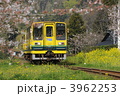 いすみ鉄道　菜の花　桜　満開