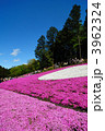 芝桜　満開　羊山公園　花模様　花のじゅうたん