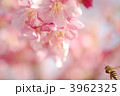 桜　ミツバチ　ボケ