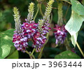 葛の花