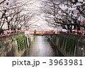 東京・春の目黒川