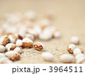 バラけた虎豆（横）