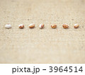 一列の虎豆