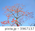 3967137