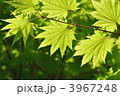 楓の新緑の葉