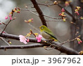 桜とメジロ (上野公園)