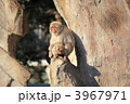 3967971