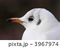 ユリカモメ (東京・上野不忍池)