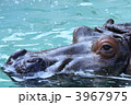 カバ (東京・上野動物園)