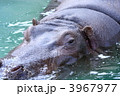 カバ (東京・上野動物園)