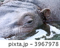 カバ (東京・上野動物園)
