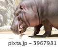 カバ (東京・上野動物園)