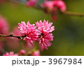 菊桃 (上野・五条天神)