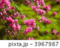 菊桃 (上野・五条天神)