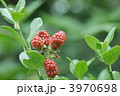 木苺