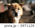 ペイトン