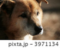 ペイトン