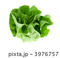 サラダ菜
