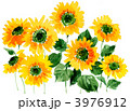 himawari12117pix.