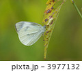 3977132