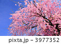 3977352