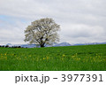 小岩井一本桜