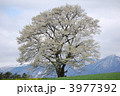 小岩井一本桜