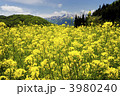 菜の花　満開　白馬連山　北アルプス　高原　春