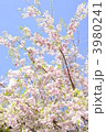 八重桜　桜　満開　小春日和