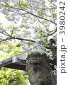 八重桜　満開　狛犬　春　和