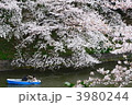満開　桜　ボート　カップル　千鳥ヶ淵