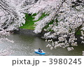満開　桜　ボート　カップル　千鳥ヶ淵