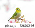 メジロ　河津桜　春　うぐいす色　振り向く