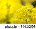 菜の花　黄色　マクロ　春　クローズアップ