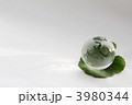 緑とガラスの地球儀
