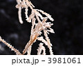3981061