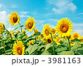 ひまわり畑