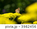 タテハチョウとオミナエシ