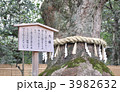 熱田神宮の大楠